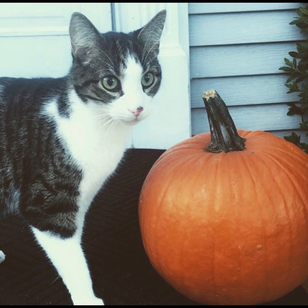 RIP 🐱 Frodo Baggins 😸 - Picture 4 of 8